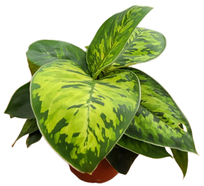Camouflage